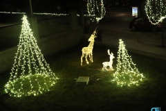 composizione-renne-alberi